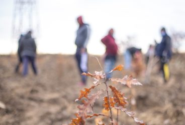 Filipeștii de Târg, mai bogat cu 12.000 de puieți plantați pe 2 ha de teren degradat
