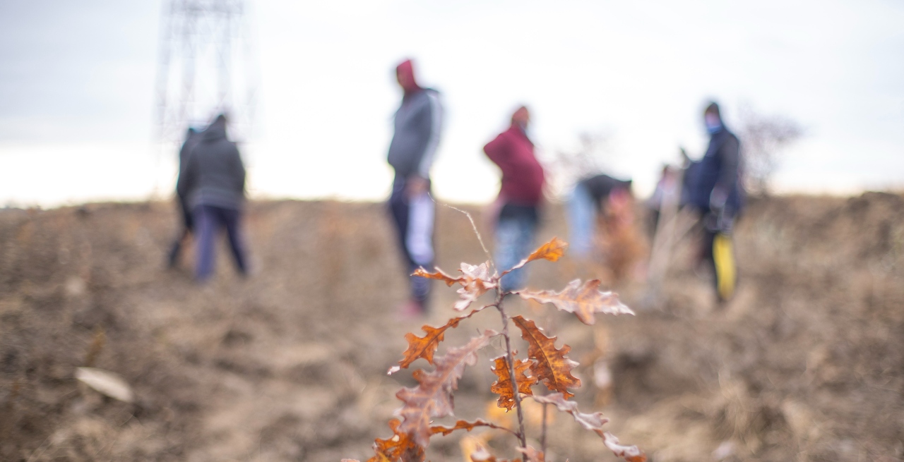 Filipeștii de Târg, mai bogat cu 12.000 de puieți plantați pe 2 ha de teren degradat