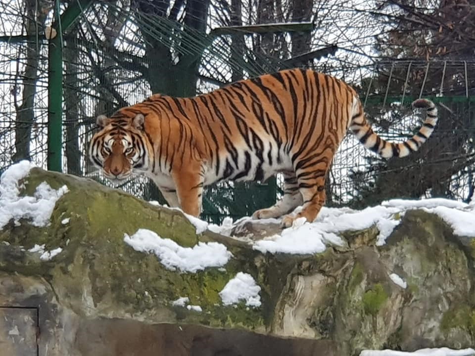 Crăciunul Animalelor, marți 17 decembrie, la Grădina Zoologică de la Bucov