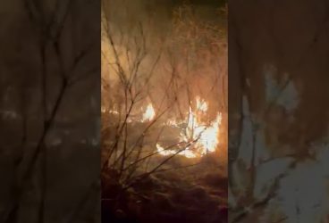 Sondele, puse în pericol de un incendiu de vegetație uscată la Seciu