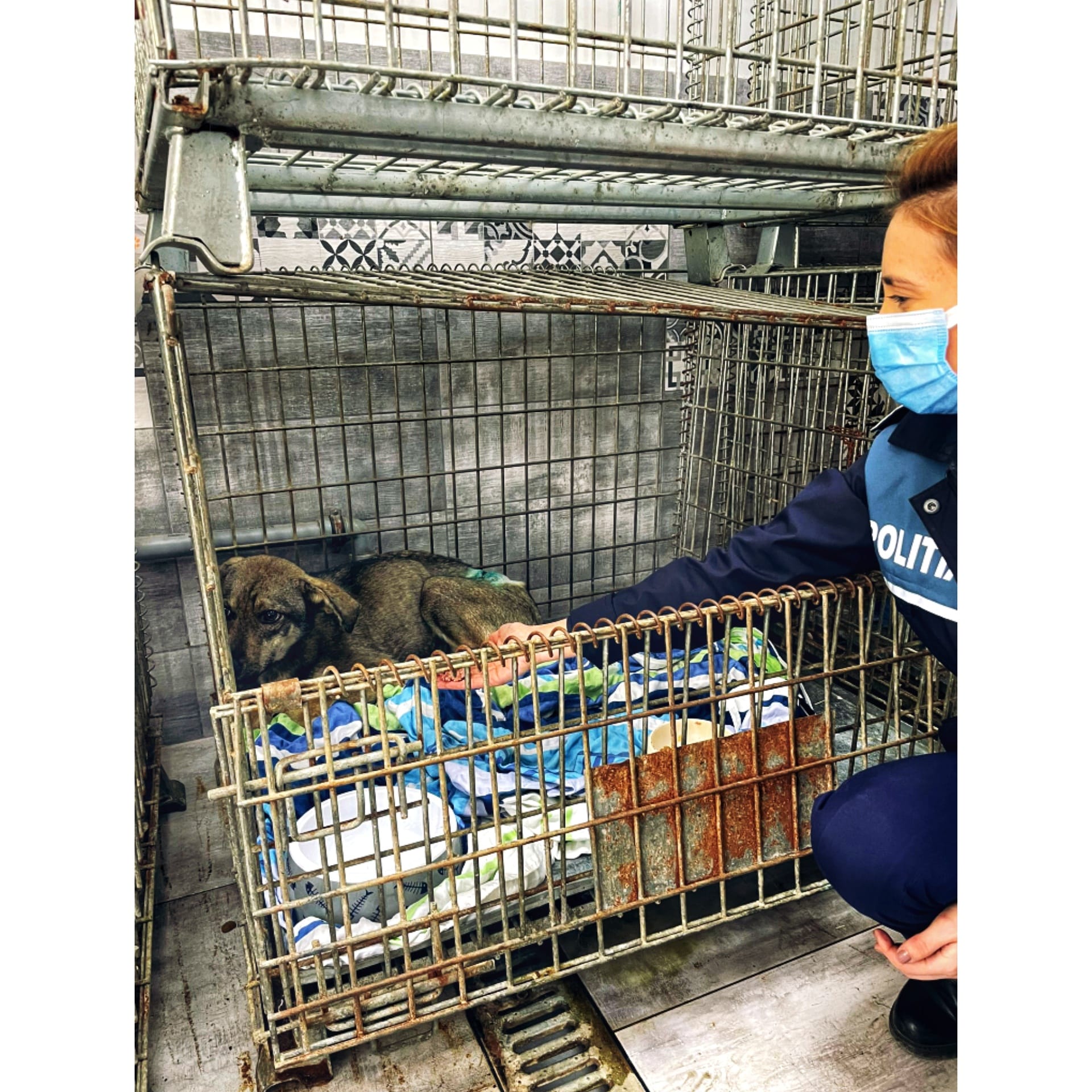 ,,Am fost salvat de Poliția Animalelor! Sunt prietenos, vreau doar să fiu al cuiva!”