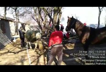 11 cai salvați din incendiu, la Câmpina. Autoturisme – cuprinse de flăcări