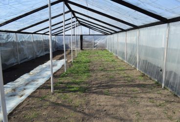 Deținutele de la Târgșorul Nou s-au apucat de grădinărit