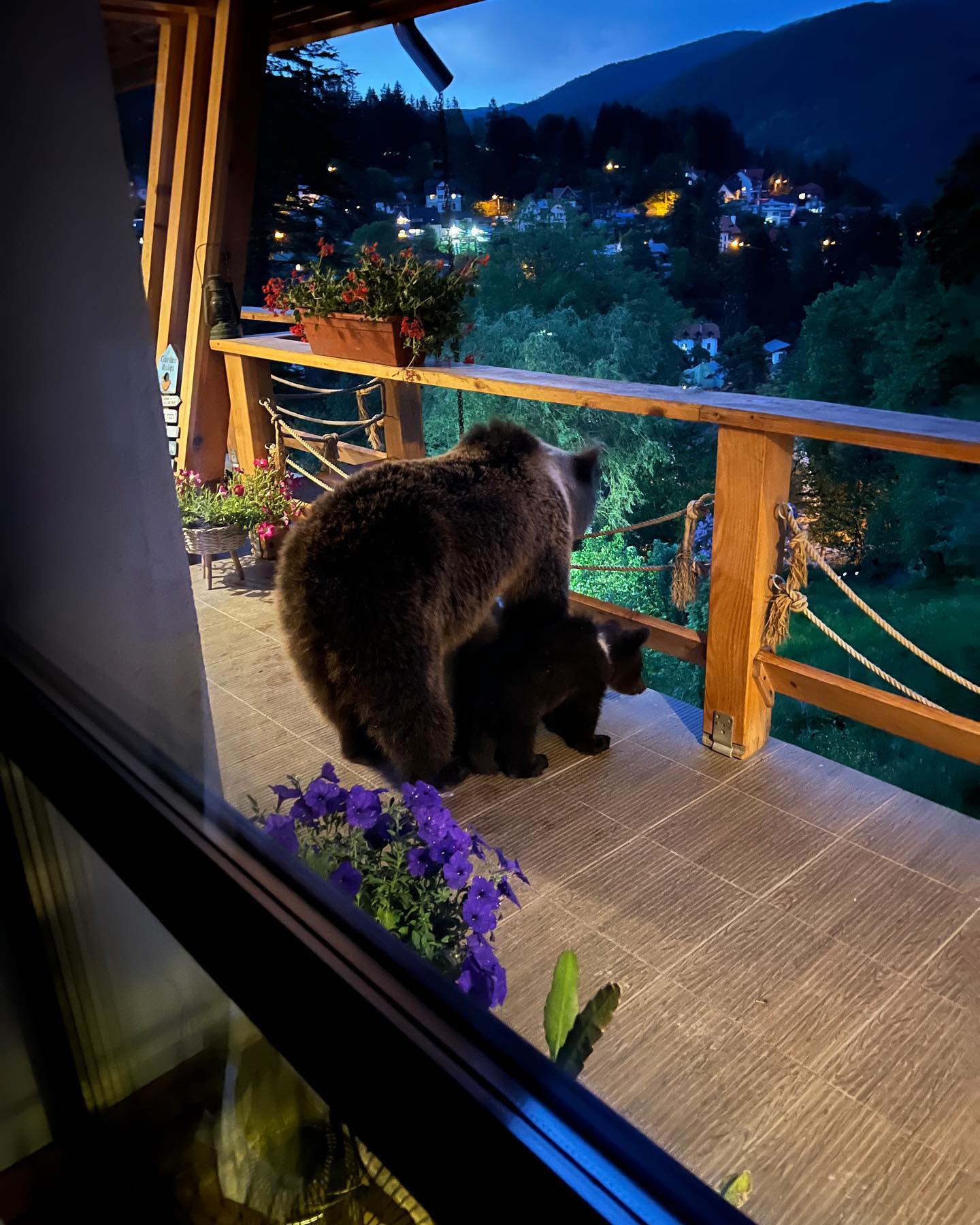 O ursoaică și puiul ei i-au ”vizitat” locuința administratorului public al Sinăii O ursoaică și puiul ei i-au ”vizitat” locuința administratorului public al Sinăii