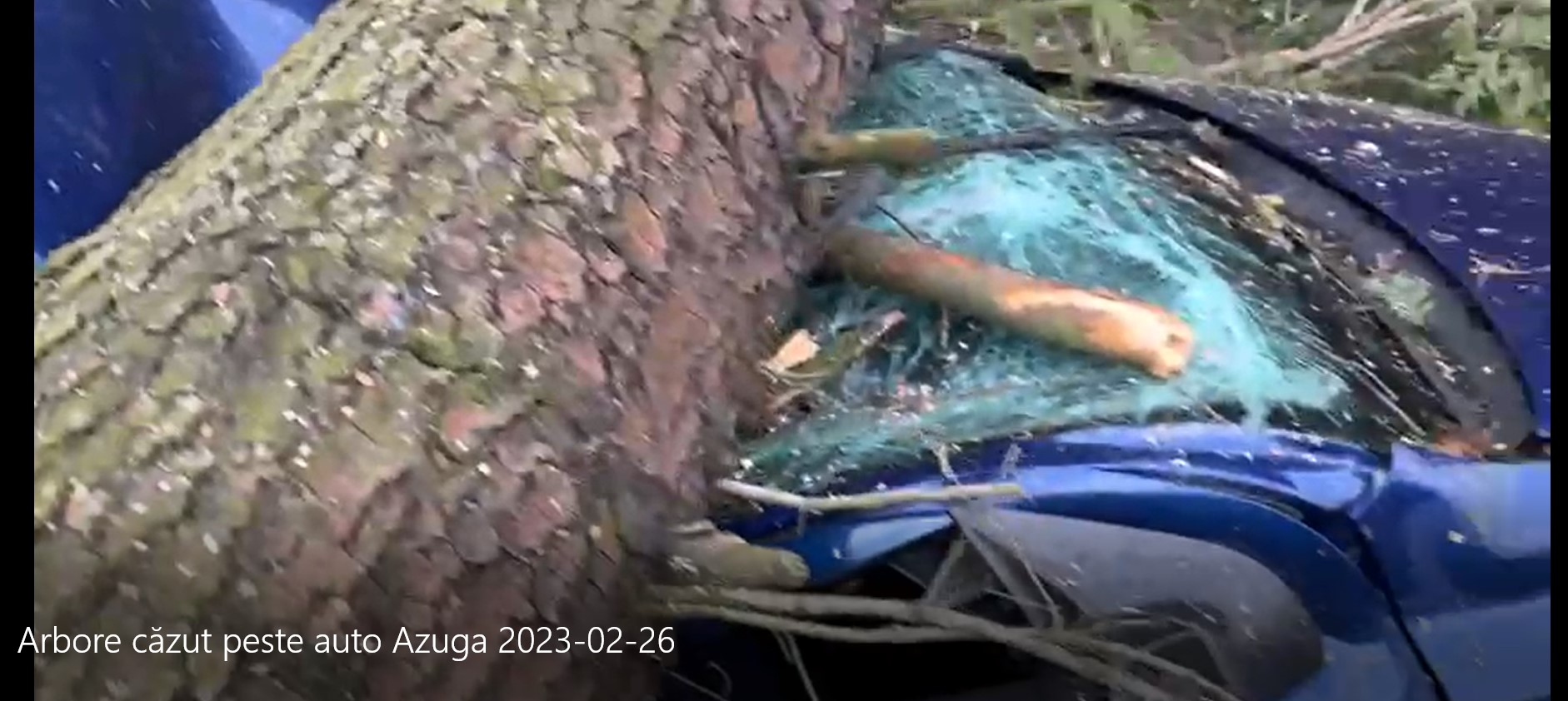 Un brad a căzut peste un autoturism aflat în trafic, la Azuga Un brad a căzut peste un autoturism aflat în trafic, la Azuga