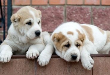 Dosar penal pentru cuparea și codotomia unor câini Alabai