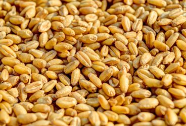 PSD cere suspendarea importurilor de produse agro-alimentare din Ucraina