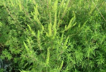 Campanie de combatere a ambroziei, în Ploieşti