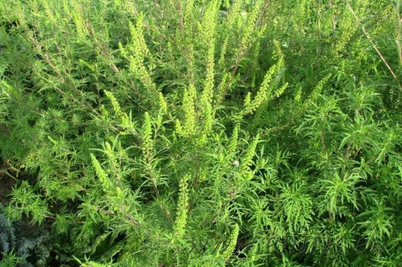 Campanie de combatere a ambroziei, în Ploieşti