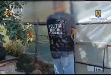 Doi cultivatori de cannabis din Prahova săltaţi de poliţişti pentru deţinere şi trafic de droguri