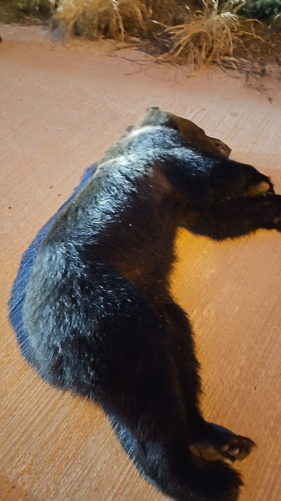 Ursul care a bântuit Ploieştiul a fost capturat în curtea unei rafinării Ursul care a bântuit Ploieştiul a fost capturat în curtea unei rafinării