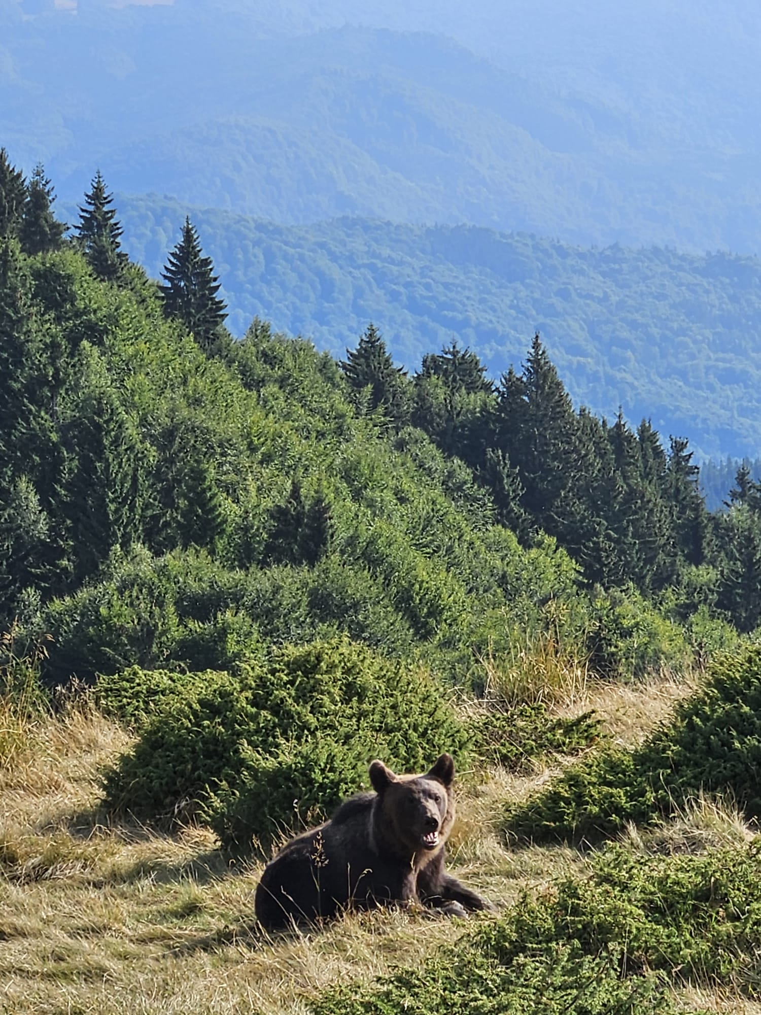 Ursul “ploieştean” e bine-mersi şi vă transmite salutări de la… munte!