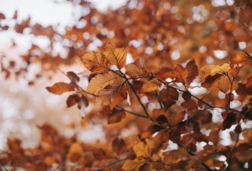 Cum va fi vremea în următoarele patru săptămâni. Prognoza ANM