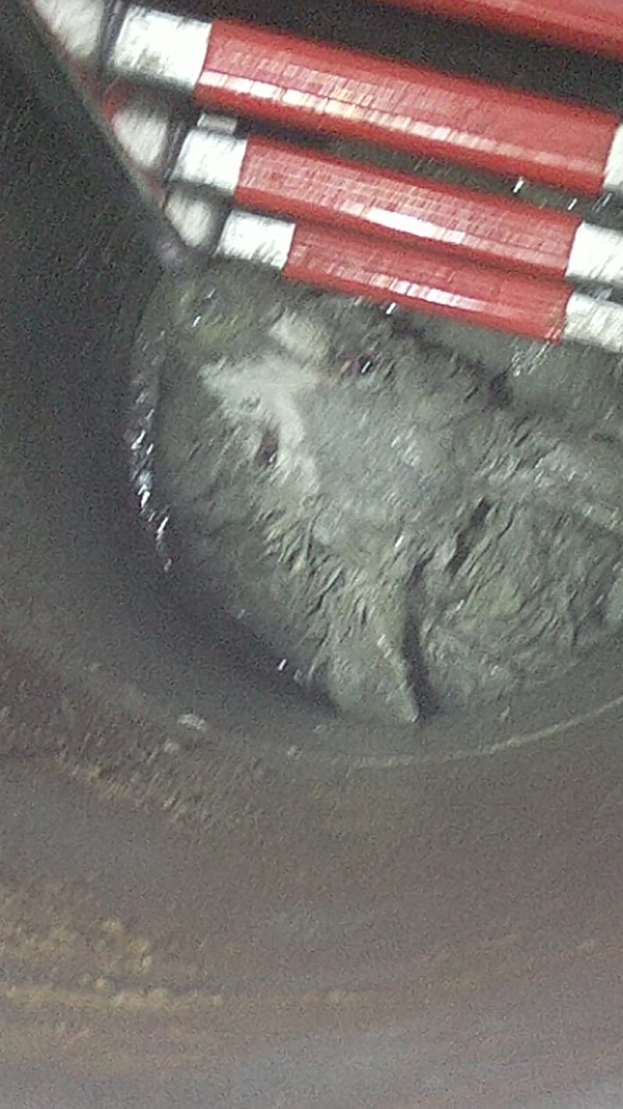 Pui de urs căzut într-o fântână din Șotrile – Video Pui de urs căzut într-o fântână din Șotrile – Video