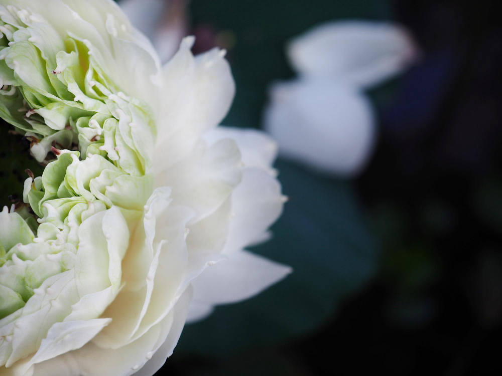 Servicii funerare Chiajna (p)