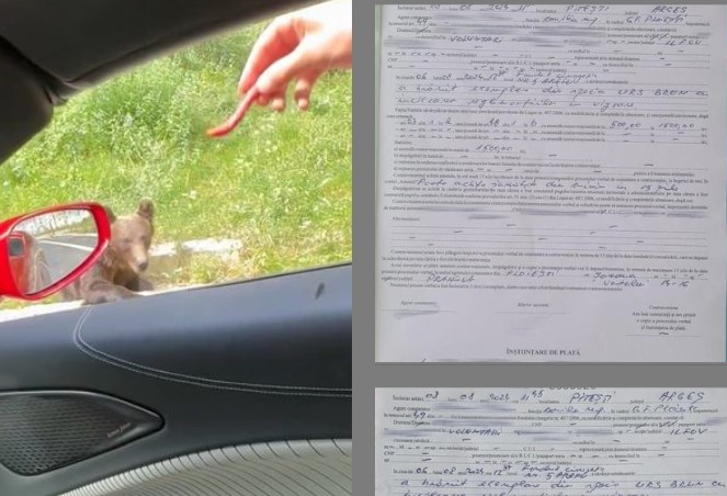 Garda Forestieră Ploieşti a amendat cu câte 1.500 lei două persoane care au hrănit un urs pe marginea drumului Garda Forestieră Ploieşti a amendat cu câte 1.500 lei două persoane care au hrănit un urs pe marginea drumului