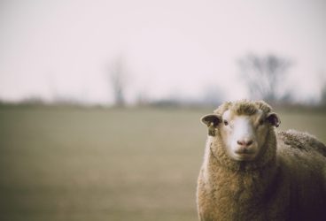 Sprijin financiar de urgență pentru crescătorii de ovine și caprine afectați de secetă