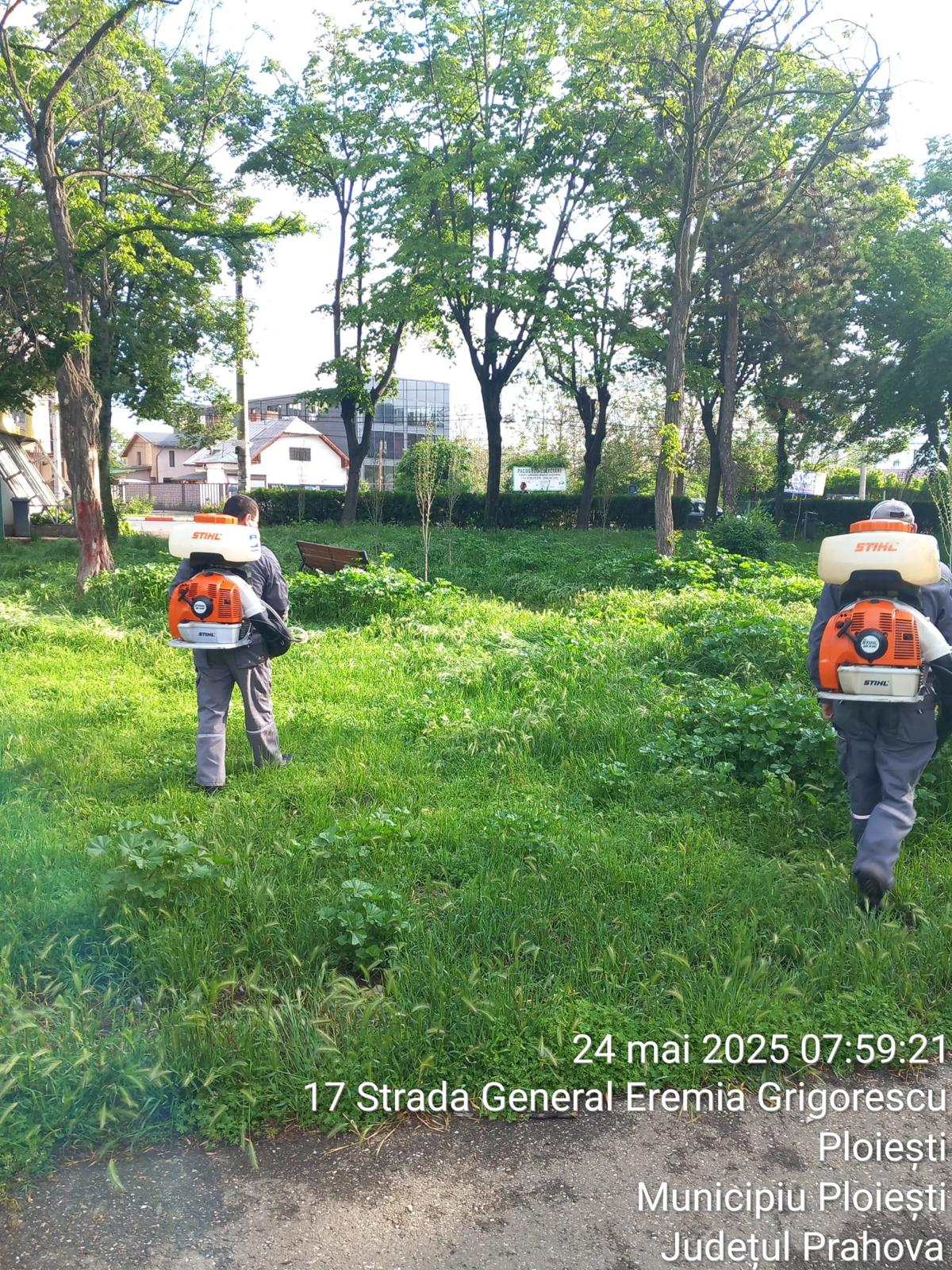 Dezinsecţie în Ploieşti – Vezi programul şi zonele unde se intervine Dezinsecţie în Ploieşti – Vezi programul şi zonele unde se intervine