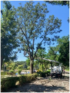 Lucrări pentru îngrijirea zonelor verzi din Ploieşti Lucrări pentru îngrijirea zonelor verzi din Ploieşti