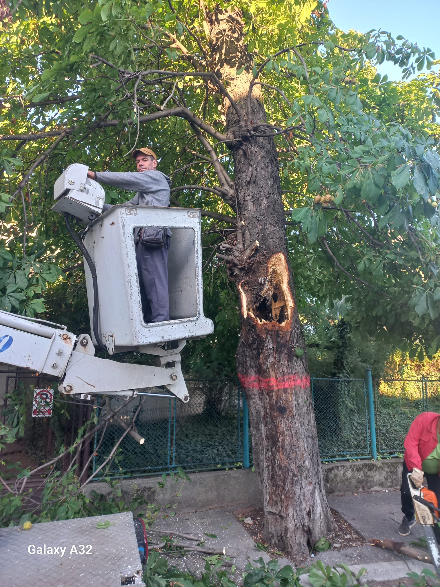 Operaţiune de doborâre a copacilor uscaţi din Ploieşti Operaţiune de doborâre a copacilor uscaţi din Ploieşti