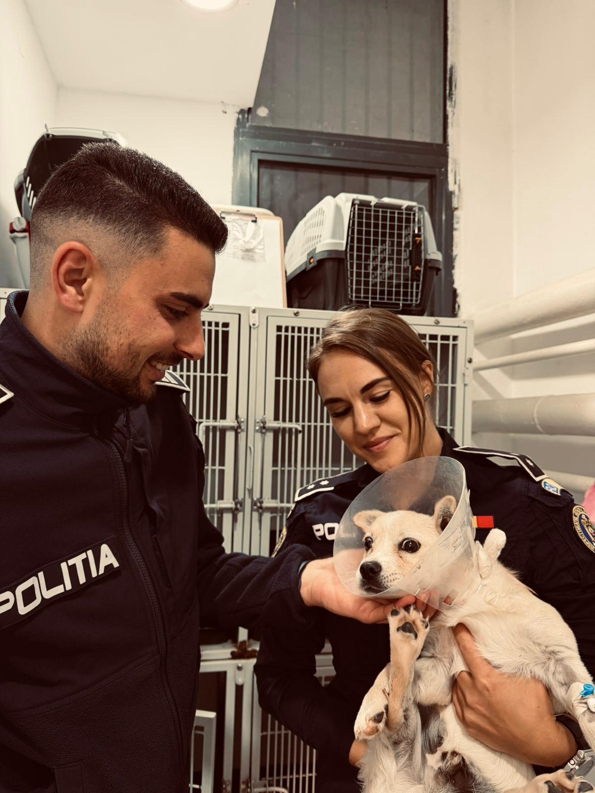 4 octombrie 2025 – Ziua Mondială a Animalelor. Mesajul IPJ Prahova 4 octombrie 2025 – Ziua Mondială a Animalelor. Mesajul IPJ Prahova