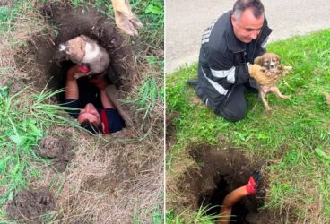 Pompierii prahoveni au suflet mare: Trei animale nevinovate, salvate în Cocorăștii Colț, Păuleşti şi Slănic