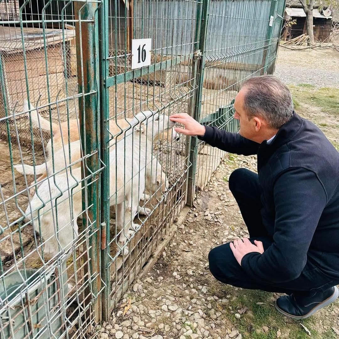 Nou adăpost pentru câinii fără stăpân din Ploiești. Anunţul lui Virgiliu Nanu